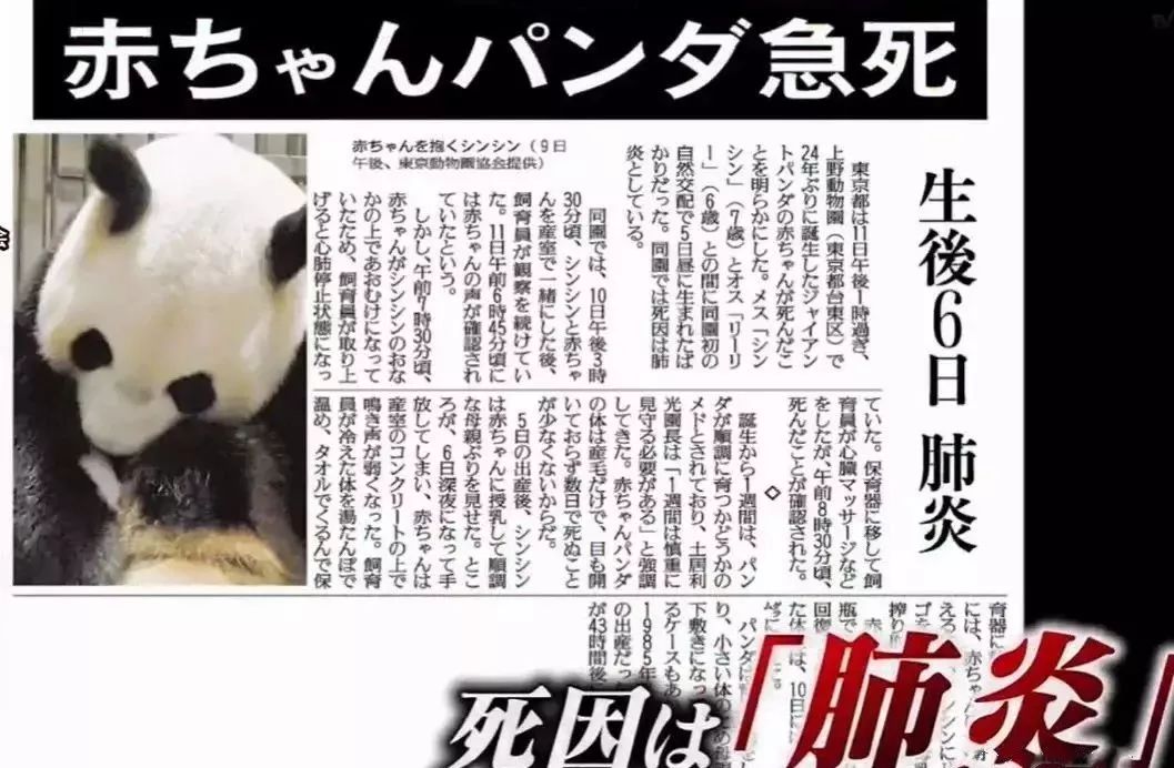 为了学四川话，这个日本姑娘拼了