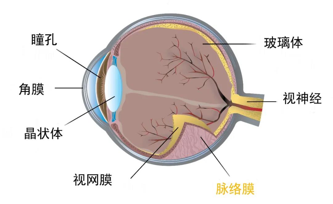 脉络膜的主要作用是为视网膜,巩膜提供氧气和营养,除此之外,还能阻断