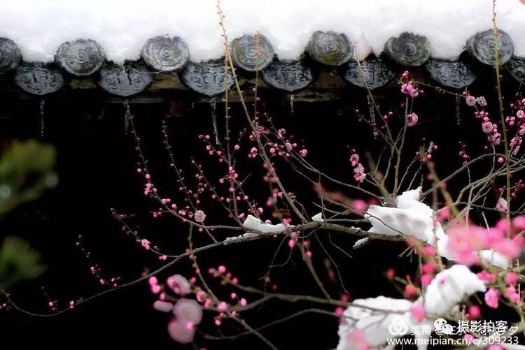 墙角数枝梅,凌寒独自开 遥知不是雪,为有暗香来.