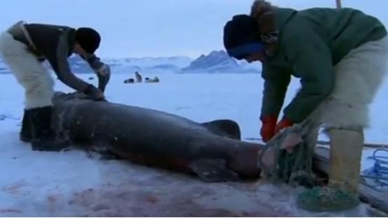 格陵兰为什么要脱离欧盟