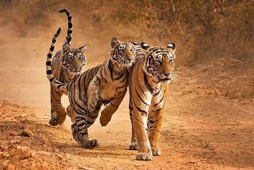 印度夫妻买下140000㎡荒地，倾家荡产就为了活命