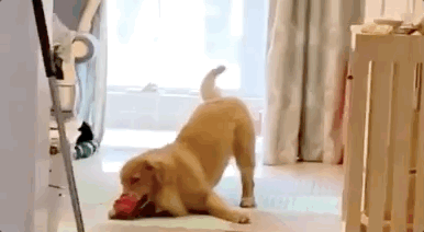 无事献殷勤,非奸即盗 一改往常欢呼雀跃的姿态 鬼鬼祟祟地模样 准没