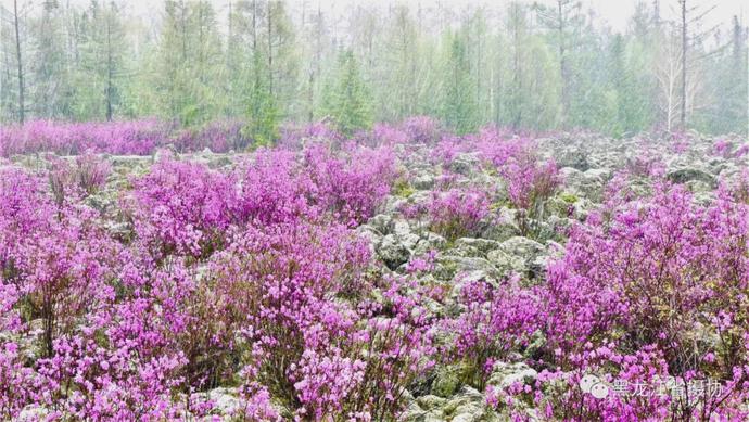 五月的鲜花，开遍龙江大地