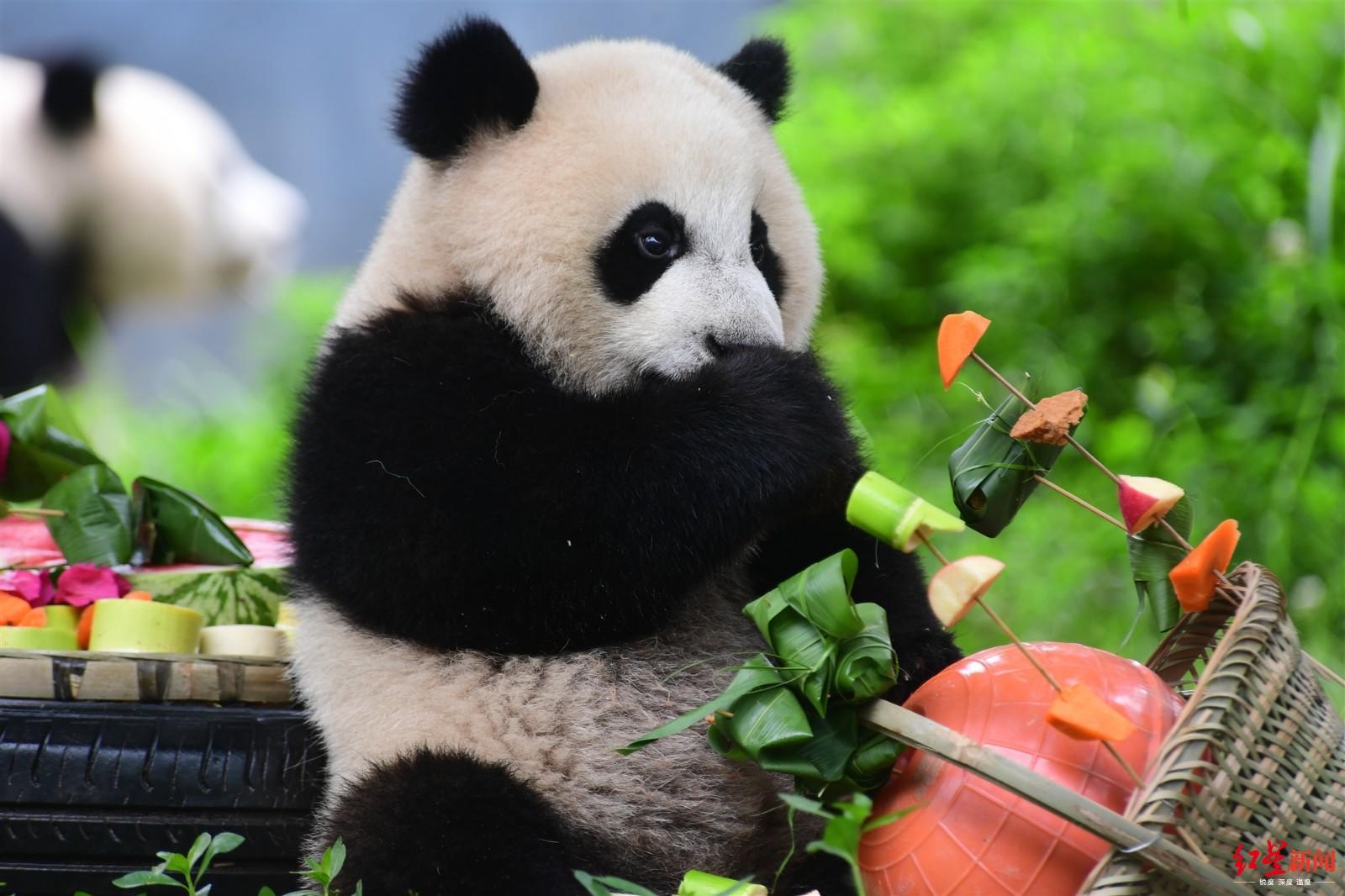 萌翻啦!看成都大熊猫的端午大餐,粽子一口一个