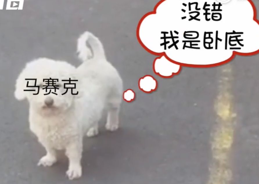 新冠时期的罪犯，太好笑了