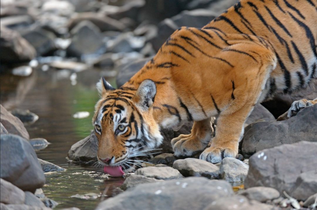 印度夫妻买下140000㎡荒地，倾家荡产就为了活命