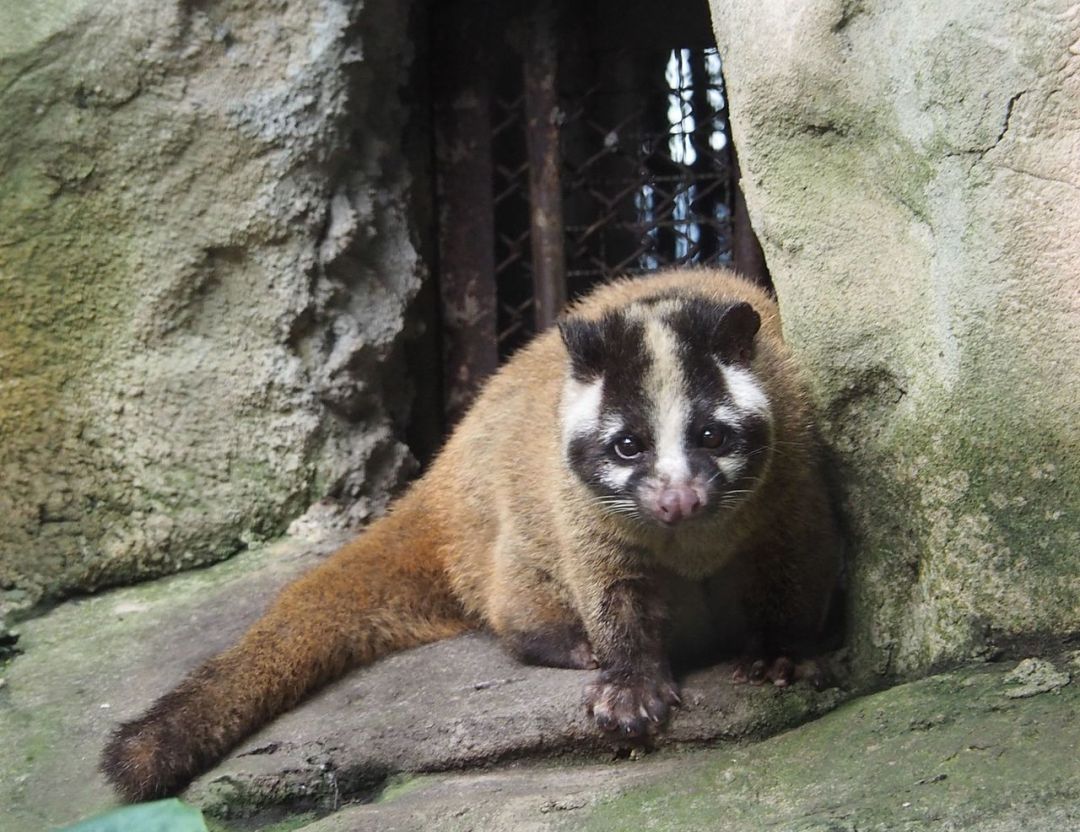 为什么是它？穿山甲的交易盛行 | 地球知识局