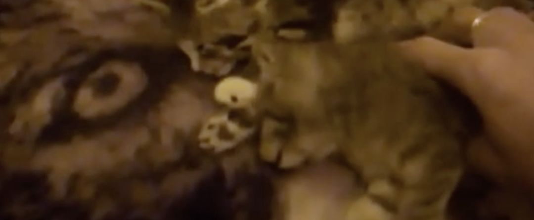 【英国】犯罪学家：变态连锁杀人犯虐待虐杀动物