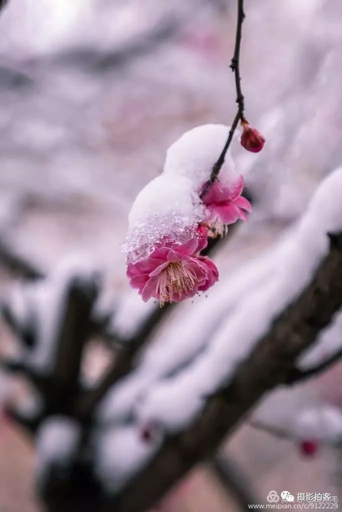雪梅迎春开