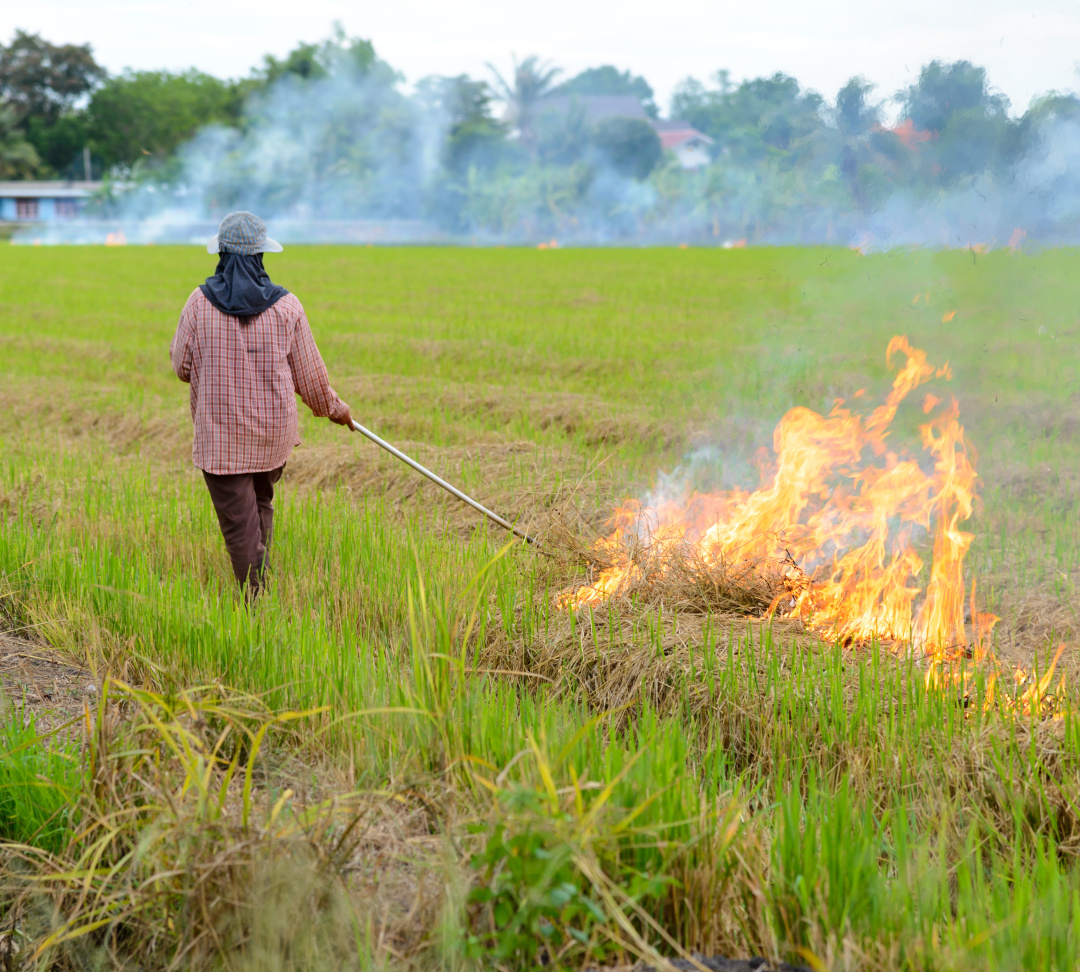 农村烧秸秆为何屡禁不止？ |　地球知识局
