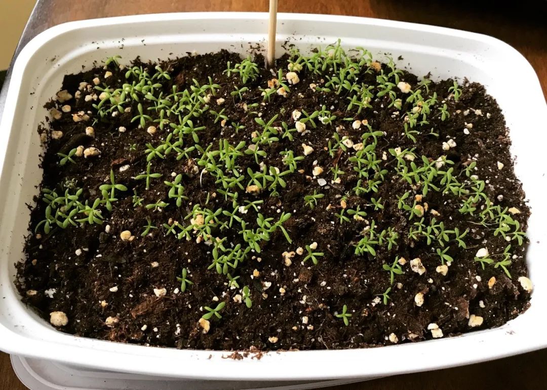 在花盆里种花开灿烂的洋甘菊,教你播种培育幼苗,花朵可不断采摘