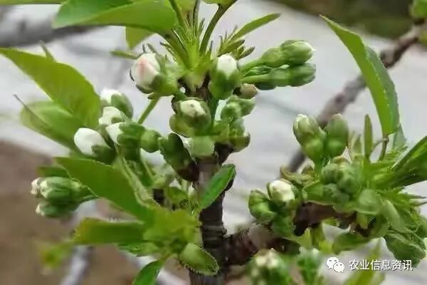 樱桃树如何补硼
