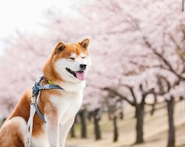 100张柴犬与花的合照,治愈了无数人:愿山河无恙,岁月无殇