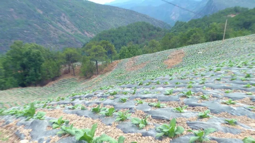 3,永兴乡基度村:100亩烤烟助力产业扶贫