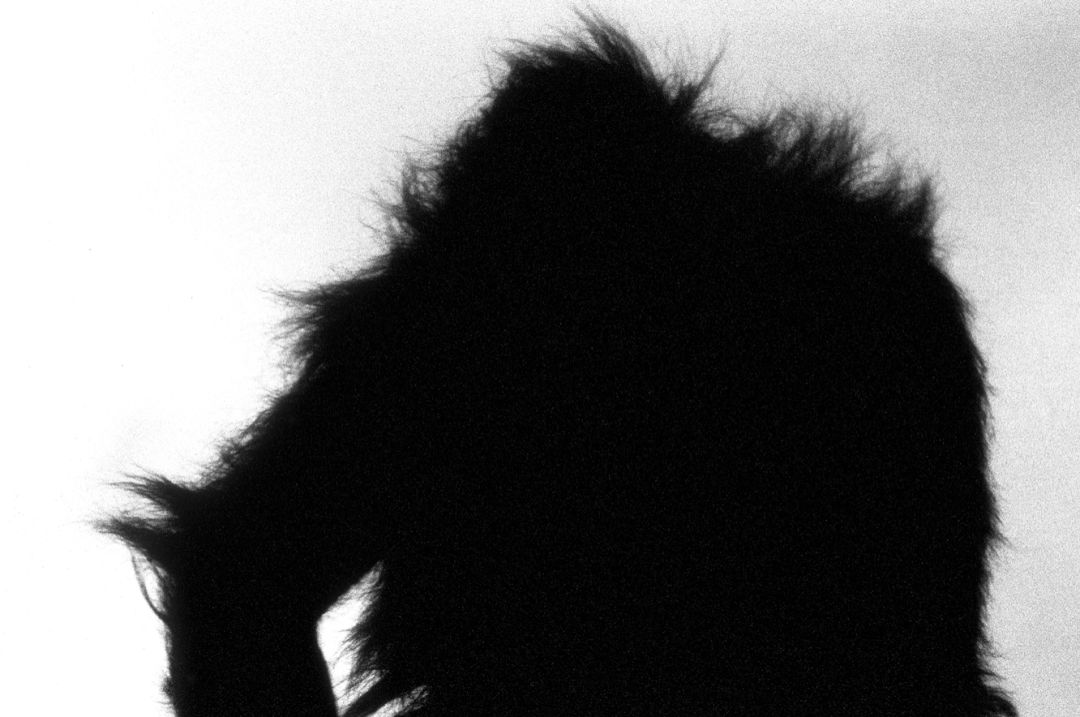 那些因人类的迷信娱乐贪婪，给野生动物带来的苦难