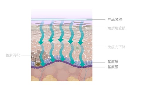 上移,生成角质层形成新细胞,新细胞就会代替受损细胞,从而修复皮肤