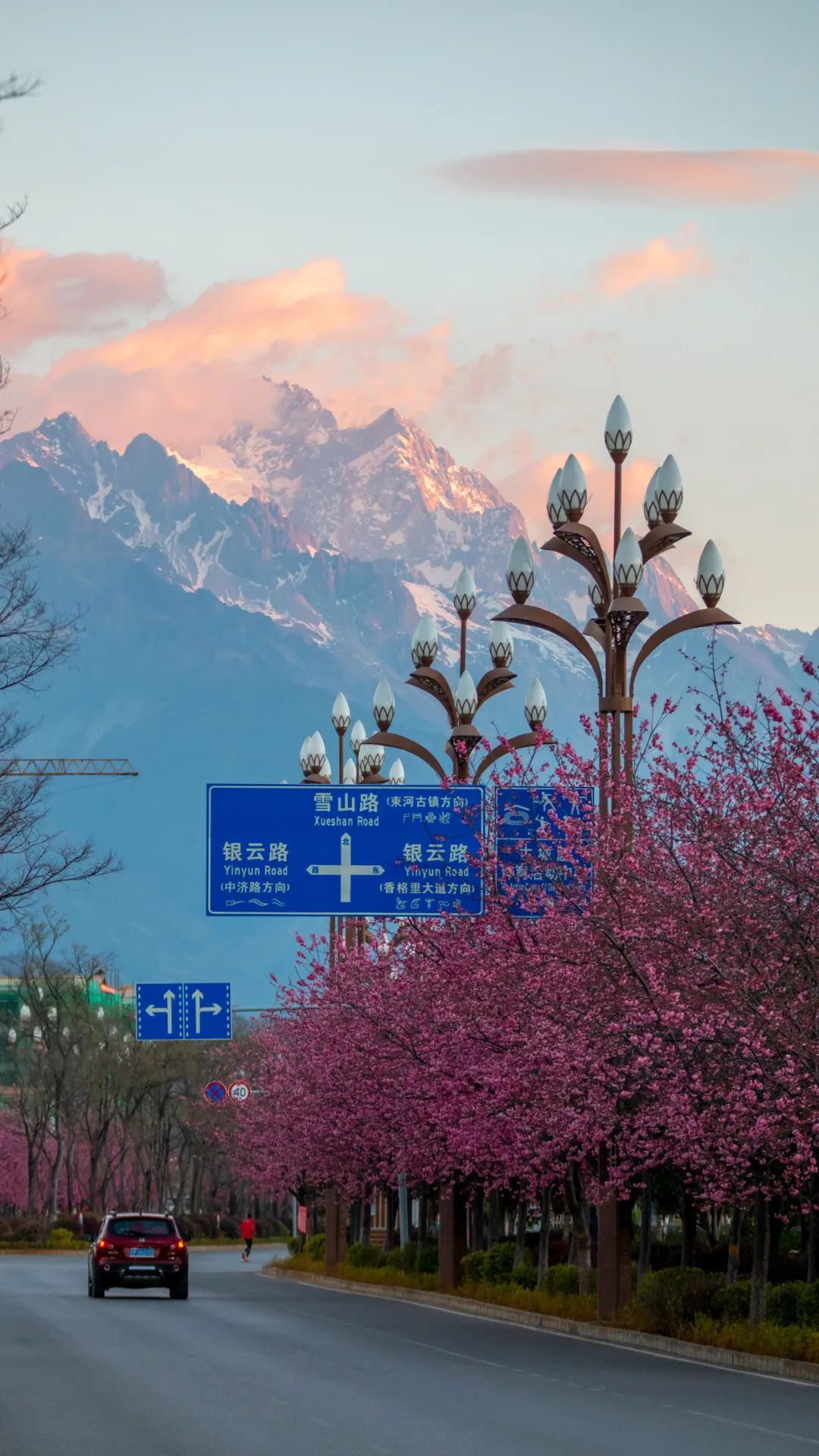 丽江,花开了,布满了整个城市 花儿,开在丽江古城里 开在玉龙雪山上 开