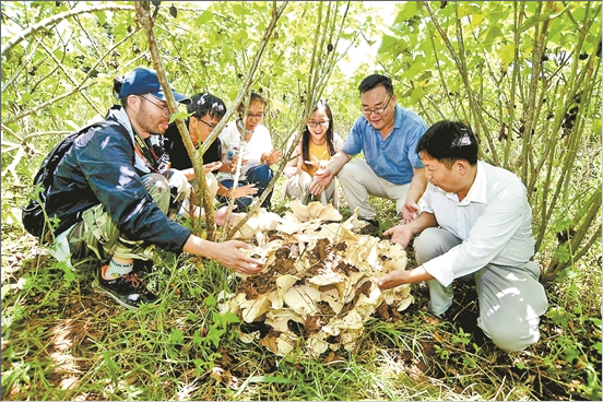 巨大口蘑在西双版纳植物园出菇