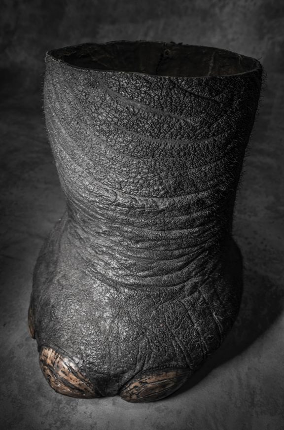 那些因人类的迷信娱乐贪婪，给野生动物带来的苦难