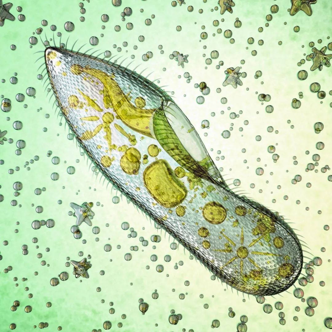 通过周身纤毛进行细胞运动的草履虫 (图片来源:veer图库)