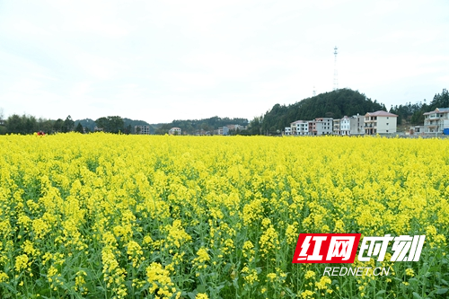 隆回:一千六百余亩油菜花"点"靓了乡村__凤凰网