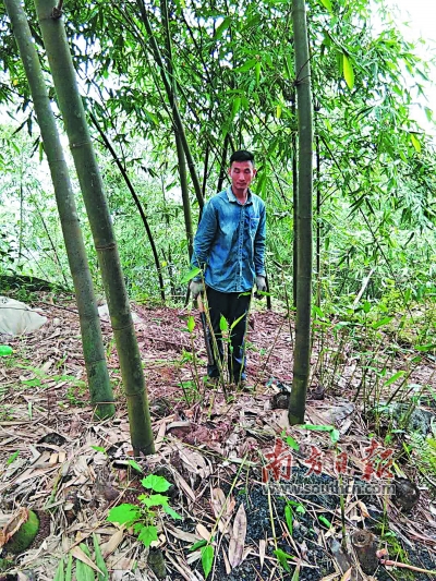 小麻竹撑起小康梦