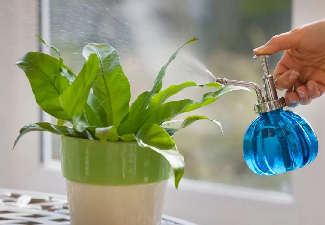 室内植物多久浇水一次按照时间表浇水植物很容易黄叶枯萎