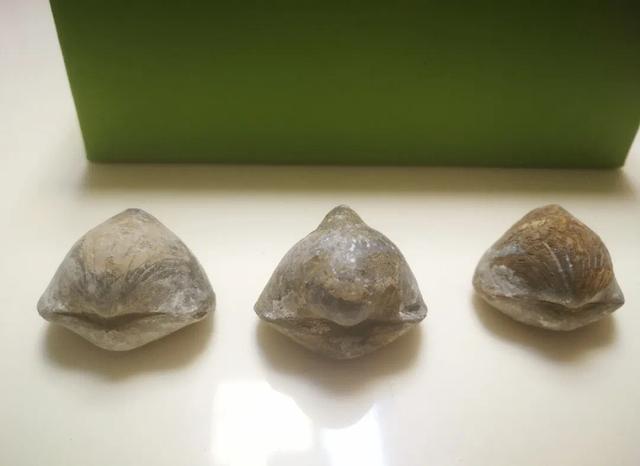 湖北利川发现4亿年前腕足软体动物弓石燕化石