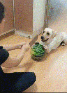 狗子,你别走啊,不相信我的刀法是不是?