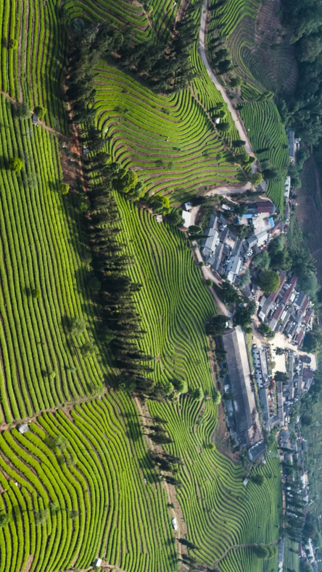 为什么中年人对各种茶欲罢不能