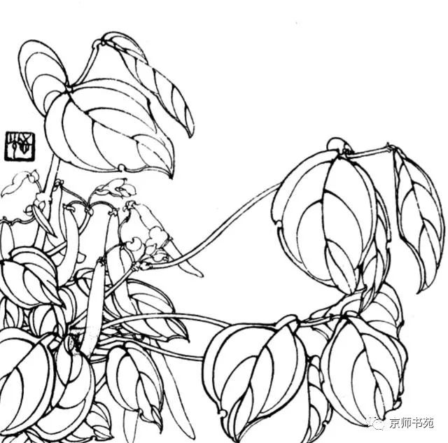 109,豆角花