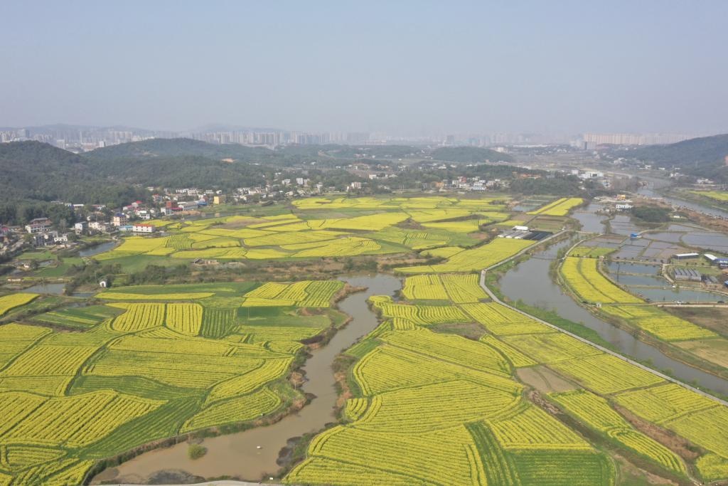 3 月 14 日,长沙天气晴朗,众多市民驱车前前往岳麓区含浦街道含泰社区