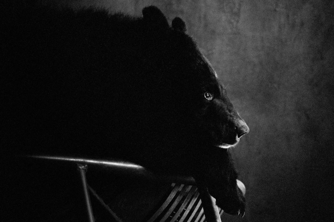 那些因人类的迷信娱乐贪婪，给野生动物带来的苦难