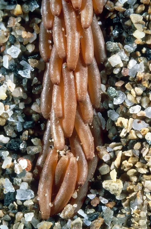 4000亿只，25年来最大蝗灾，市场三大影响