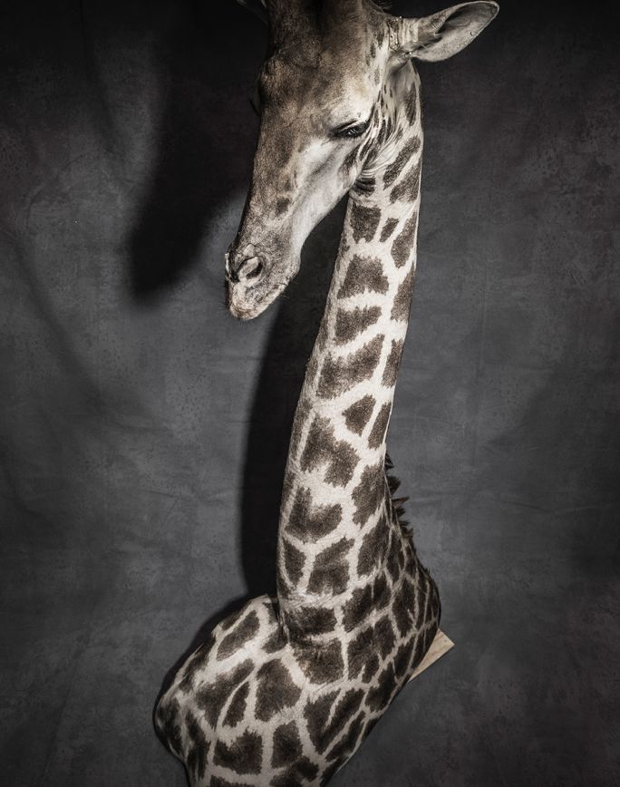 那些因人类的迷信娱乐贪婪，给野生动物带来的苦难