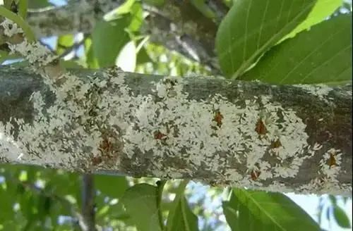 介壳虫又称蚧壳虫,为同翅目蚧总科昆虫,种类很多,主要危害,柑橘,苹果