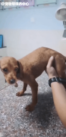 静儿一咬牙,决定先带它去医院看看再说.