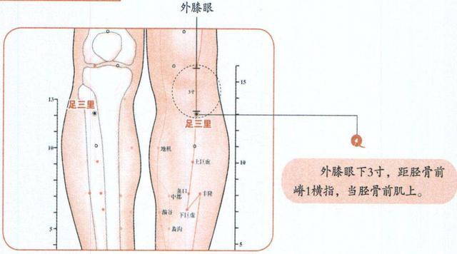 位置:位于小腿外侧,犊鼻下3寸,犊鼻与