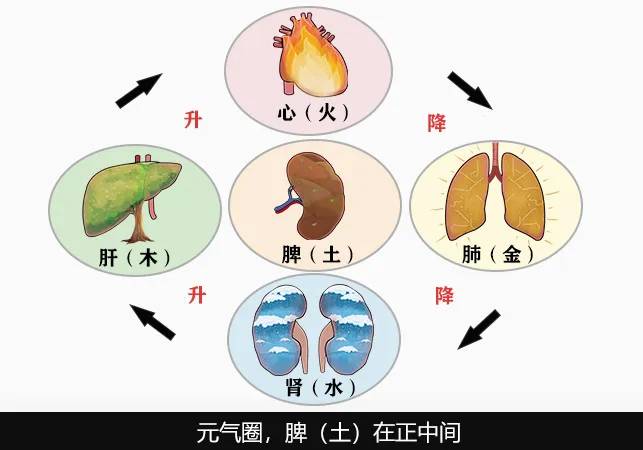 大白话说中医第五十三期|庄稼够百姓才安,脾胃好元气才满