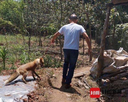 狐狸"吃鸡"被逮了个现行 民警将它擒送野保救护站