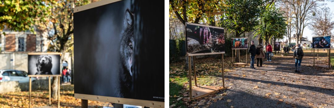 那些因人类的迷信娱乐贪婪，给野生动物带来的苦难