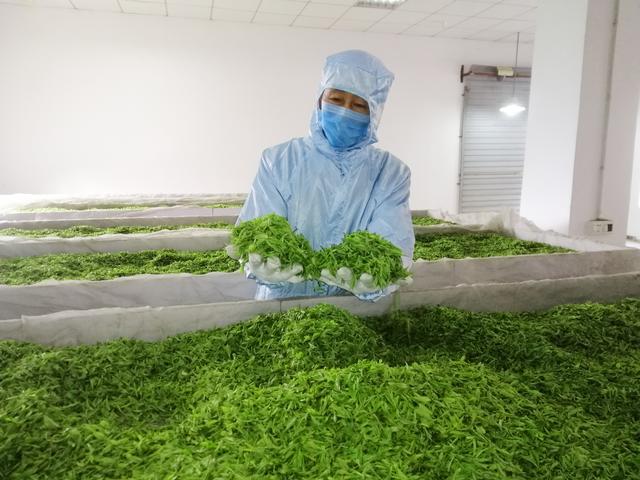 湖北宜昌:全球首家茶叶加工"无人工厂"复工,茶乡春茶开园