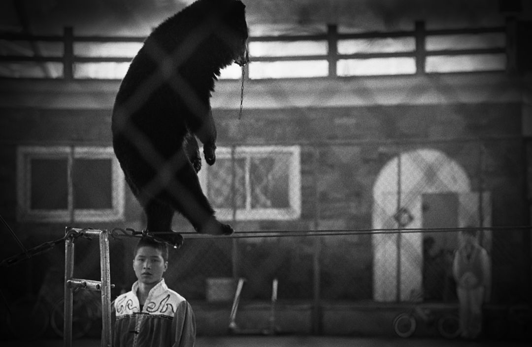 那些因人类的迷信娱乐贪婪，给野生动物带来的苦难