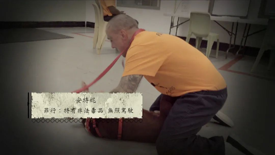 当最危险监狱的囚犯培训流浪狗，暖心的事情发生了