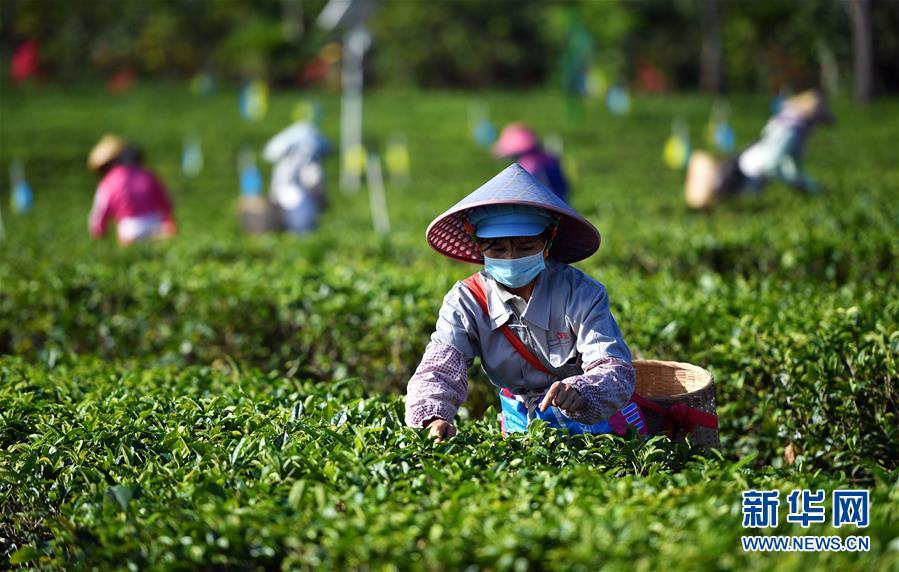 白沙黎族自治县五里路茶叶专业合作社员工符秀香在茶园采摘春茶