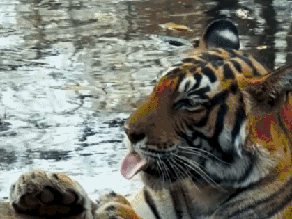 印度夫妻买下140000㎡荒地，倾家荡产就为了活命