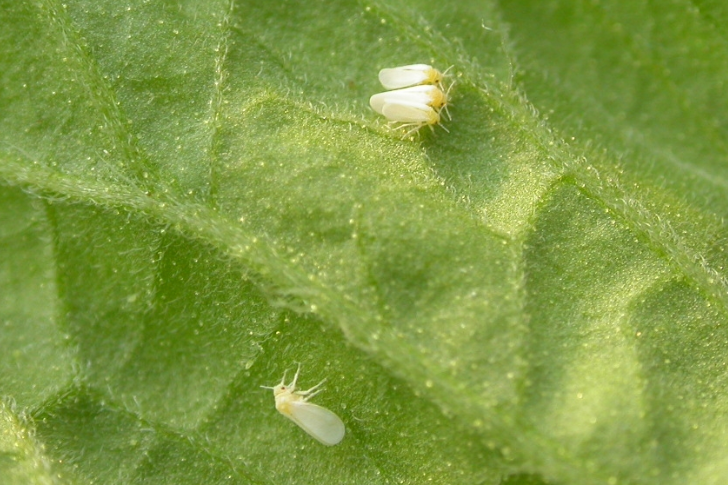 江苏绿港—小菜蛾,烟粉虱是什么样的害虫?如何有效防治?