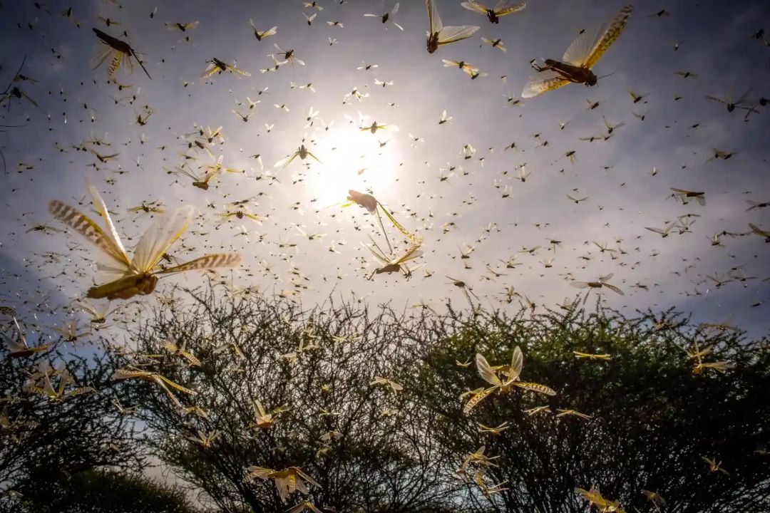4000亿只蝗虫正在逼近中国,一旦入境首先危及云南