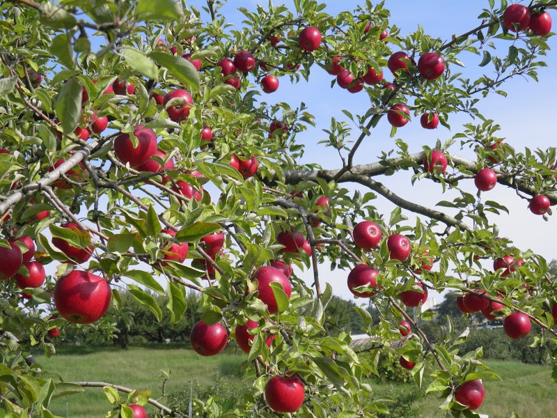 日因防控疫情限中国实习生入境致劳动力严重不足