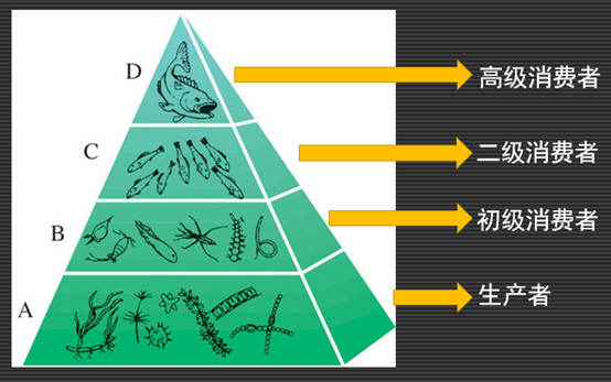 正金字塔形生物营养级(开源图片)研究团队在铜川组油页岩中发现了较